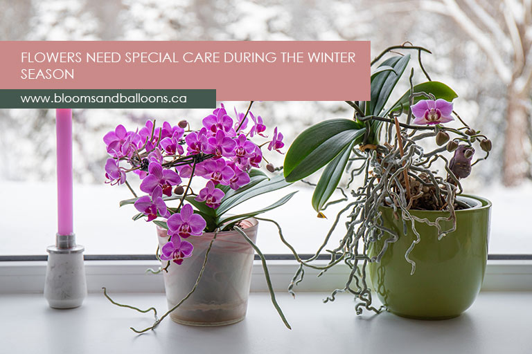 Flowers need special care during the winter season