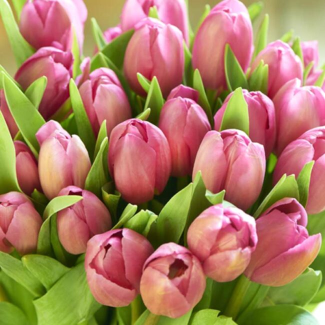 The-Growing-Demand-for-Flower-Stores-in-Guelph